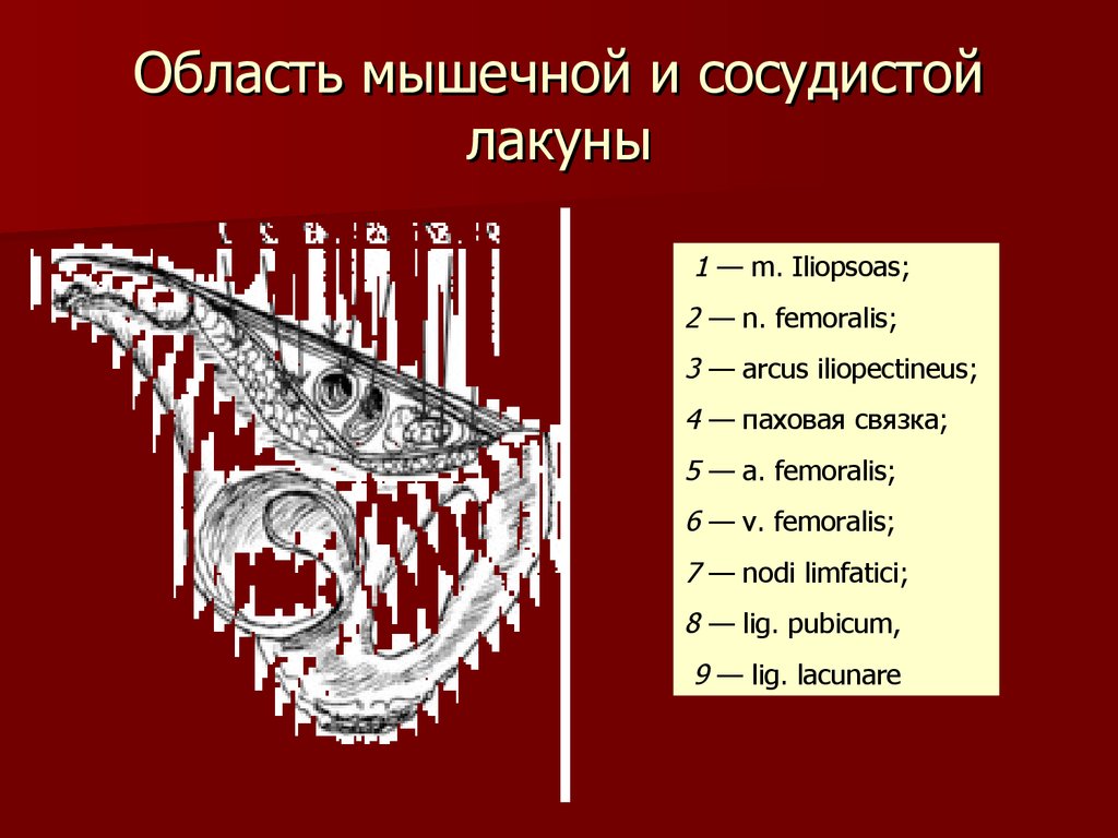 Сосудистая лакуна. Мышечная лакуна и сосудистая лакуна. Стенки мышечной и сосудистой лакуны. Границы мышечной лакуны. Место расположения мышечной лакуны.