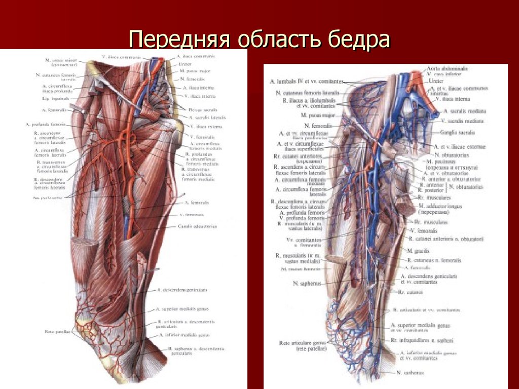 Гунтеров канал. Топографическая анатомия нижней конечности области бедра. Топографическая анатомия нижней конечности. Бедро (передняя область). Canalis cruropopliteus анатомия. Послойная анатомия бедра.