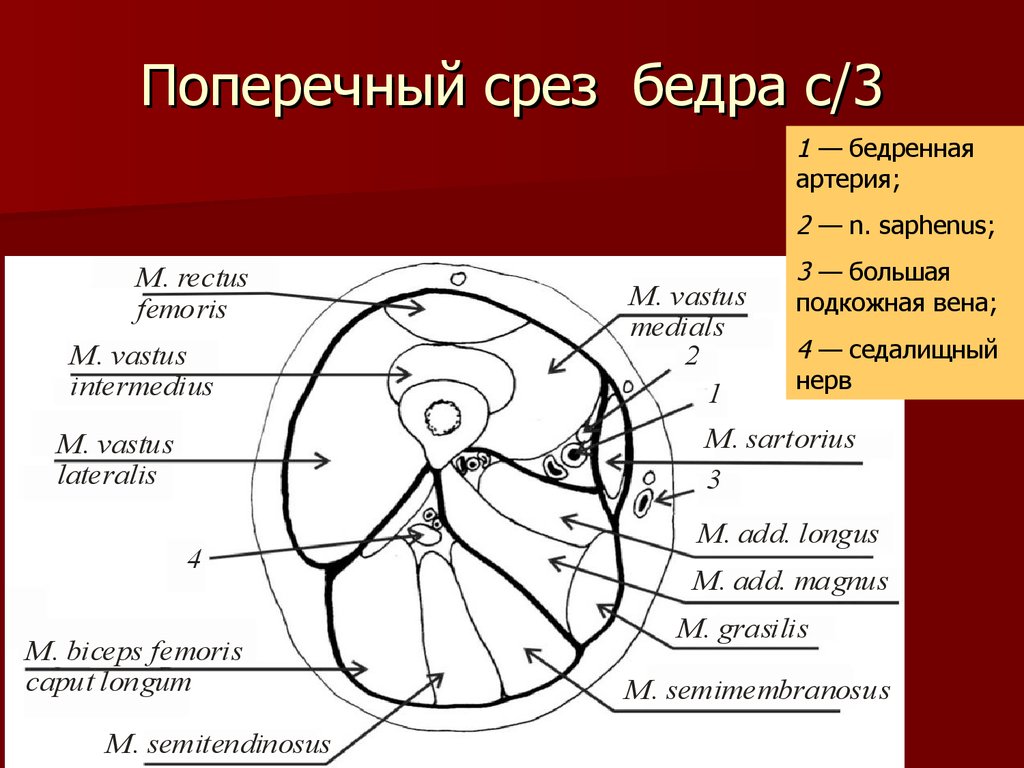 Границе верхней и средней трети. Поперечный распил бедра в средней трети. Средняя треть бедра топографическая анатомия. Поперечный разрез бедра топографическая анатомия. Фасциальное ложе плеча топографическая анатомия.