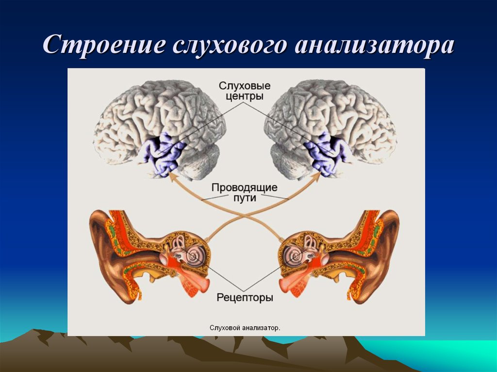 Схема анализатора слуха