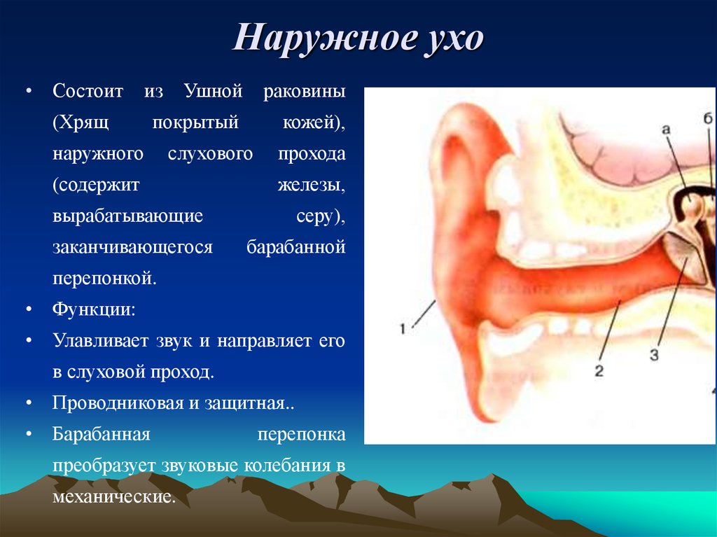 Железы ушной раковины. Наружное ухо состоит из ушной раковины. Наружнее ухо состоит из. Наружный слуховой проход железы.