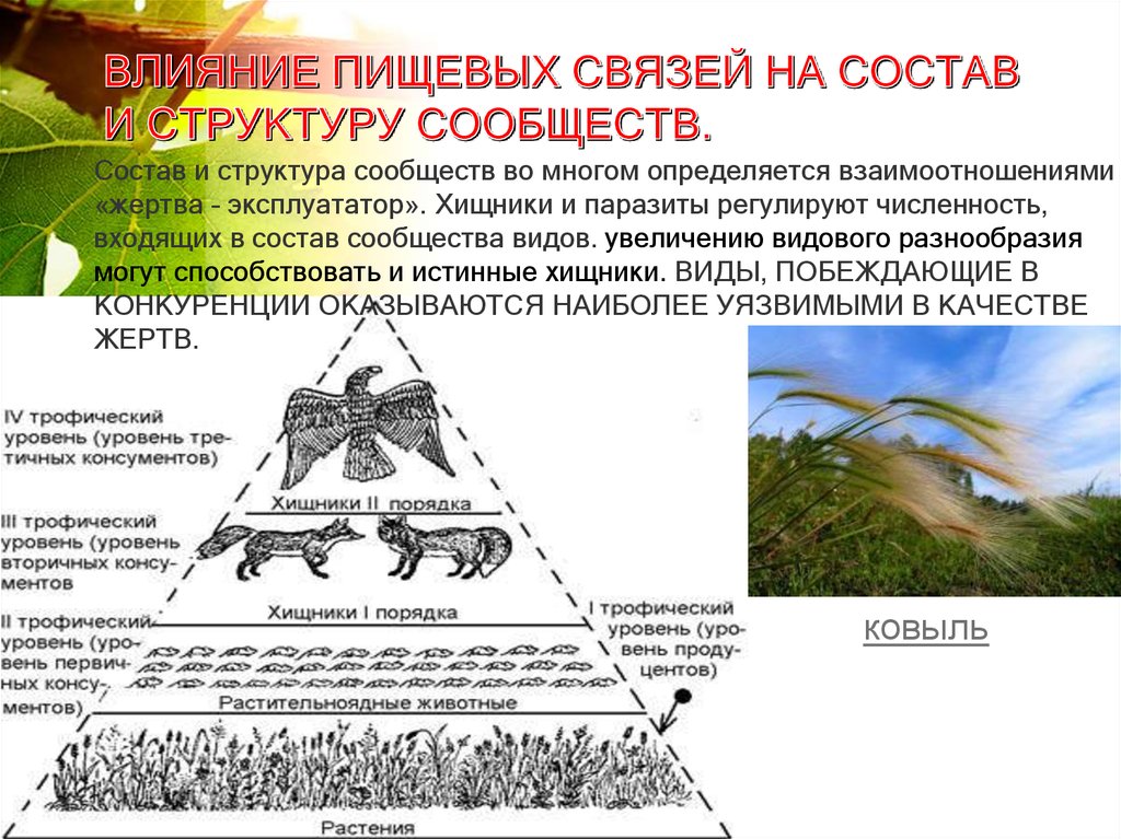 Изменение численности консументов. Иерархия сообществ животных. Состав и структура сообщества. Хищники регулируют численность. Пространственная структура популяции.