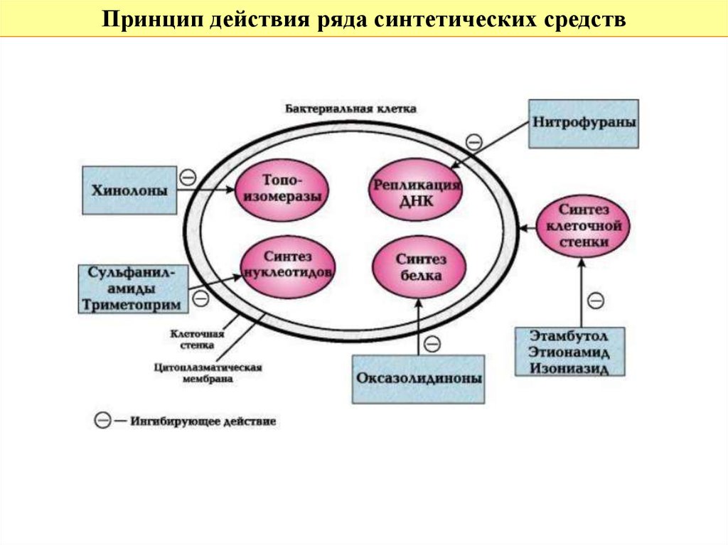 Механизм действия антимикробных препаратов. Принцип действия синтетических противомикробных средств. Синтетические противомикробные препараты механизм действия. Механизм действия противомикробных средств. Механизм действия противомикробных препаратов.