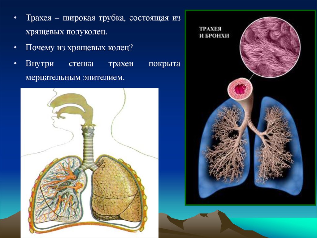 Трахея образована полукольцами. Трахея. Трахея из хрящевых полуколец. Трахея широкая трубка состоящая из хрящевых. Бронхи состоят из хрящевых полуколец.