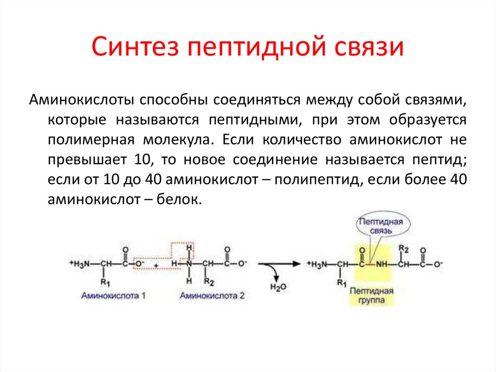 Соедините пептидной связью аминокислоты