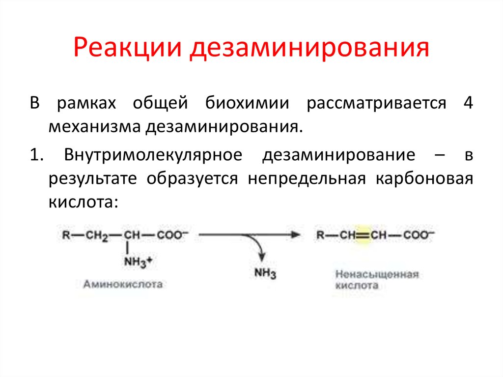 При гидролитическом дезаминировании альфа аминокислот образуется