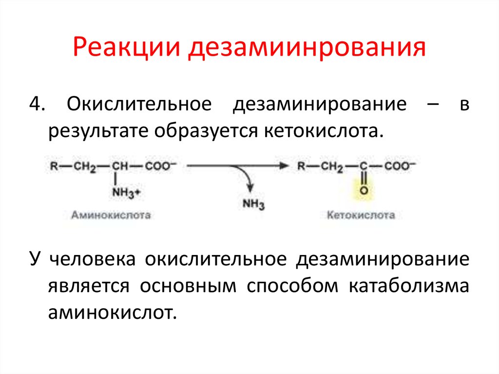 Окислительное дезаминирование аланина