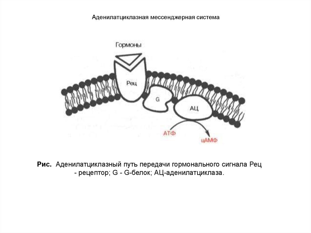 Аденилатциклазная система схема