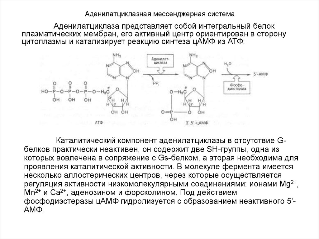 Аденилатциклазная система схема