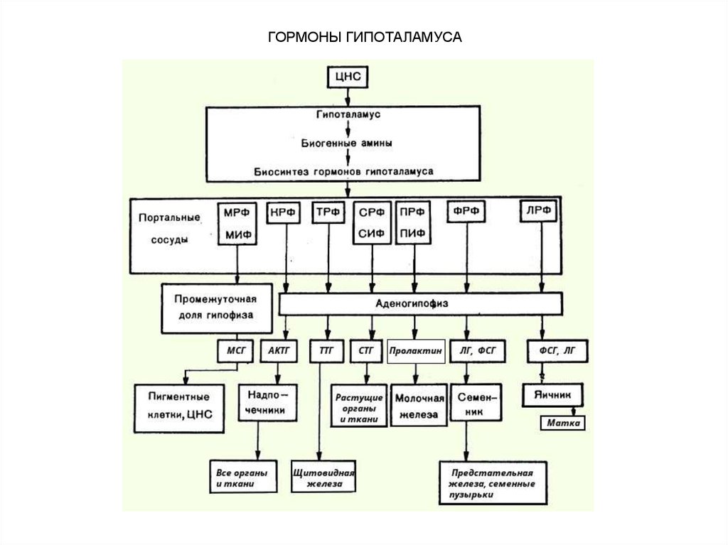 Гормоны гипоталамуса. Гипоталамус гормон роста схема. Гипоталамус-гипофиз ЕГЭ схема.