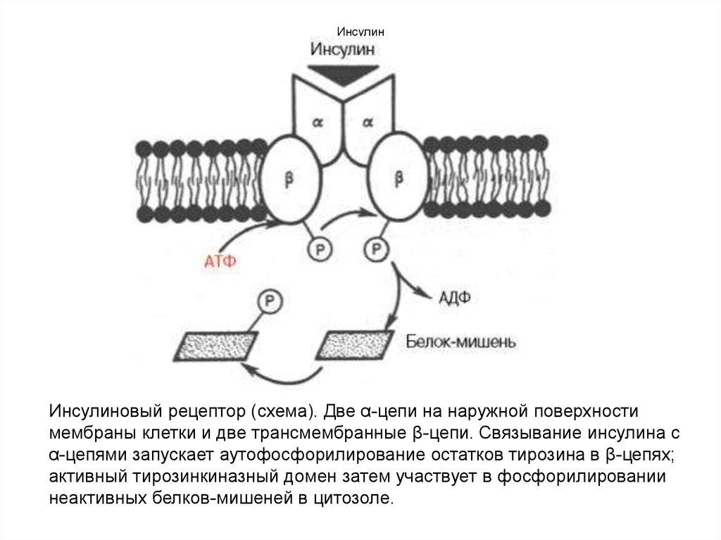 Схема рецептора инсулина