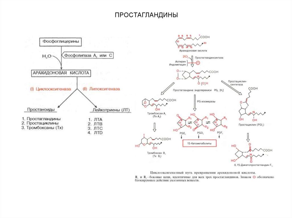 Простагландины схема синтеза