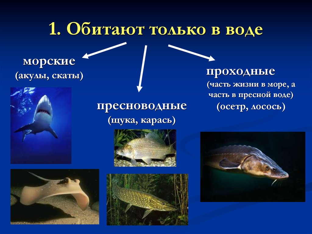Жизнедеятельность рыб 7 класс. Особенности строения и жизнедеятельности рыб. Экологические группы рыб. Строение и жизнедеятельность рыб. Рыбы обитающие в воде.