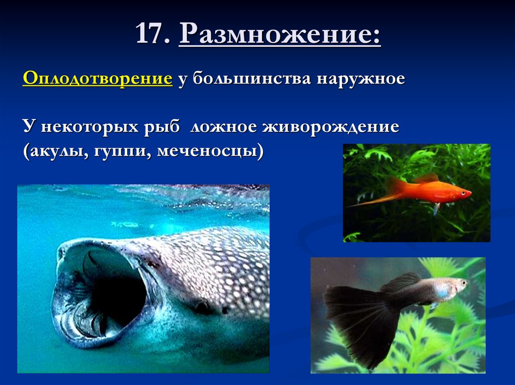 Внутреннее оплодотворение у хрящевых. Наружное оплодотворение у рыб. Размножение и оплодотворение у рыб. Внутреннее оплодотворение у рыб. Внешнее оплодотворение у рыб.