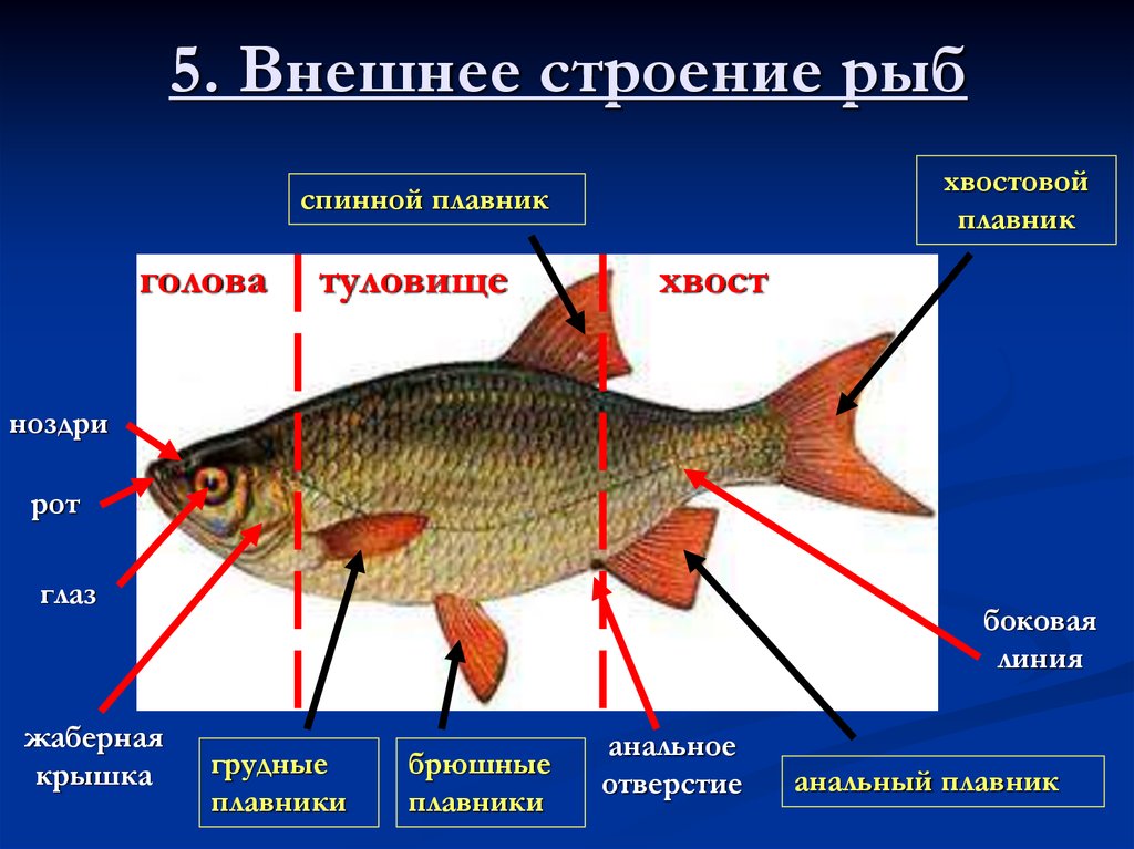 Какое значение имеет ноздри у рыб. Строение рыбы. Внешнее строение рыбы. Внешнее и внутреннее строение рыб. Рыбы строение рыбы.