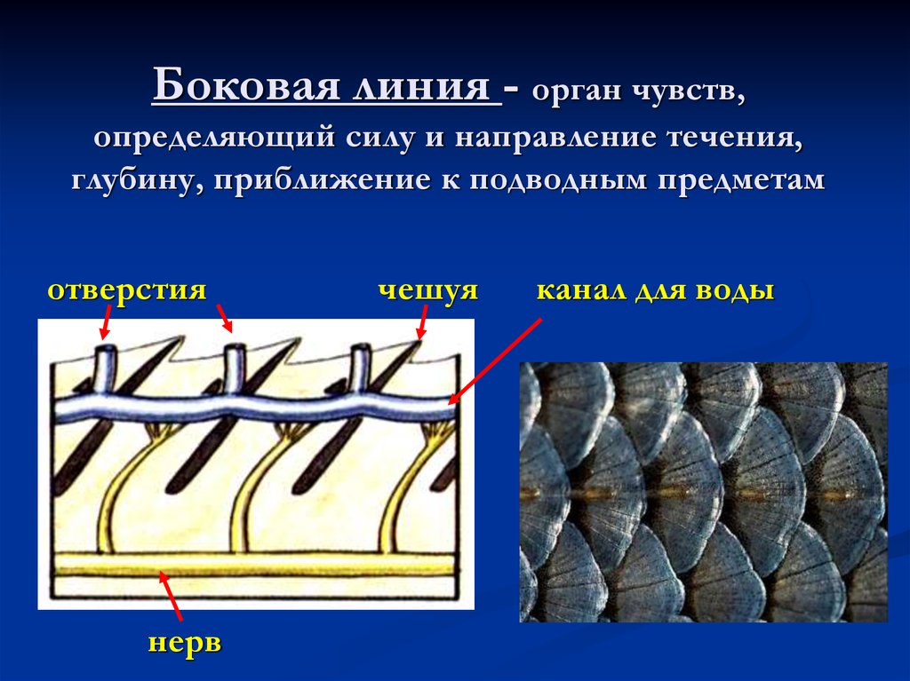 Органы боковой линии выполняют функцию