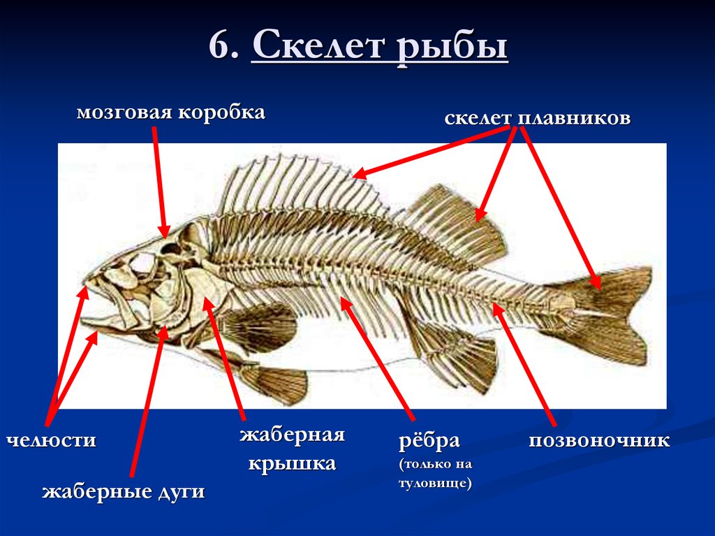 Позвоночник неподвижно соединен с черепом у рыб. Осевой скелет костистой рыбы. Скелет надкласса рыбы. Скелет костной рыбы 7 класс биология. Внутренний осевой скелет рыбы.