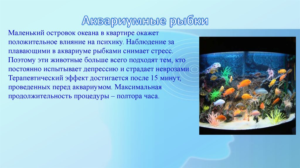 Наблюдать за рыбками. Наблюдение за рыбками в аквариуме. Аквариумные рыбки проект. Проект про рыбок. Сообщение о рыбках в аквариуме.