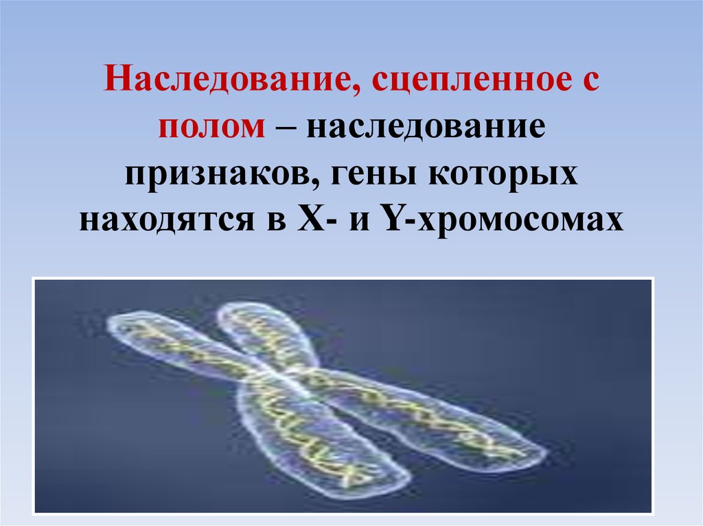 Наследование хромосом. Сцепленное с полом y хромосома. Гены признаков, сцепленных с полом, располагаются. Сцеплено с полом наследуются гены, которые находятся в:. Наследование признаков гены которых расположены в.