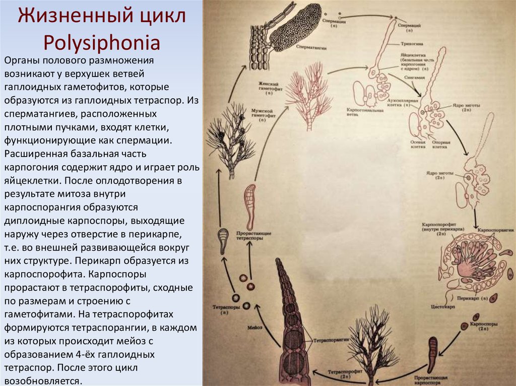 Цикл развития спорофита