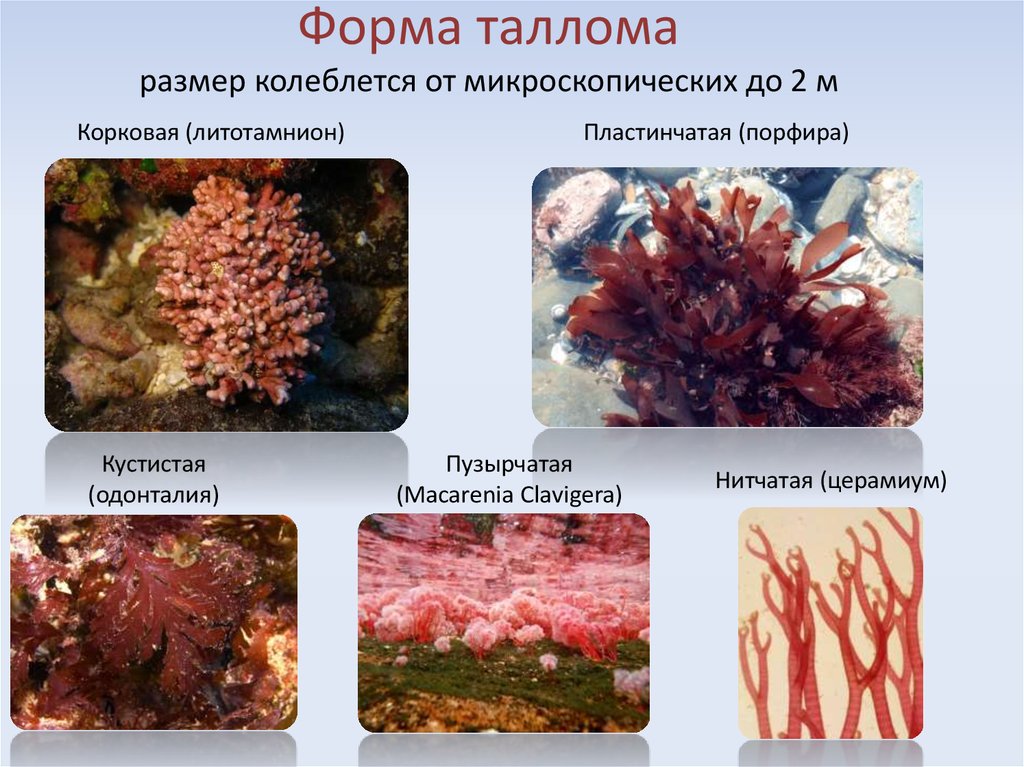 Красные водоросли впр. Форма таллома красных водорослей. Сарциноидный таллом. Ложнотканевый таллом. Анфельция строение.