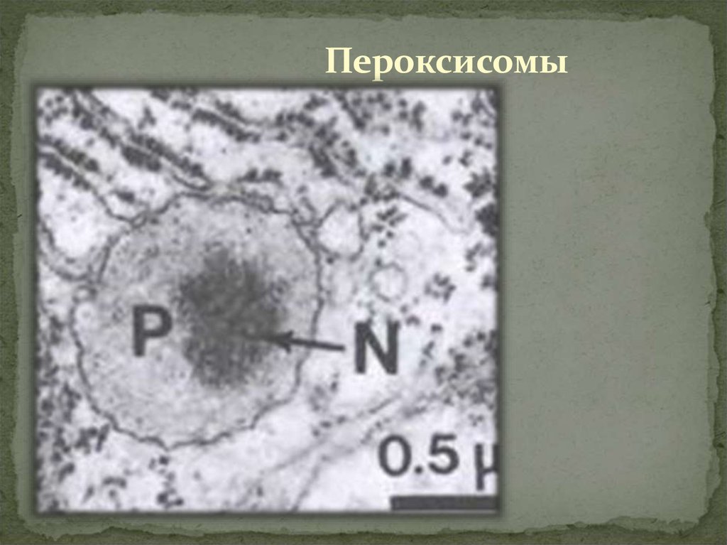 Пероксисомы