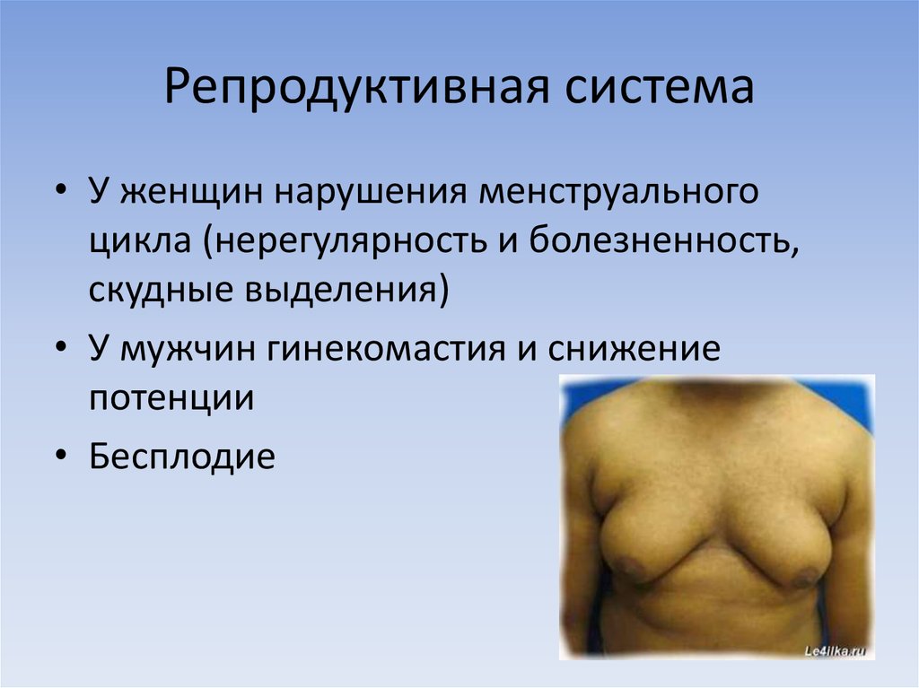 Репродуктивная система