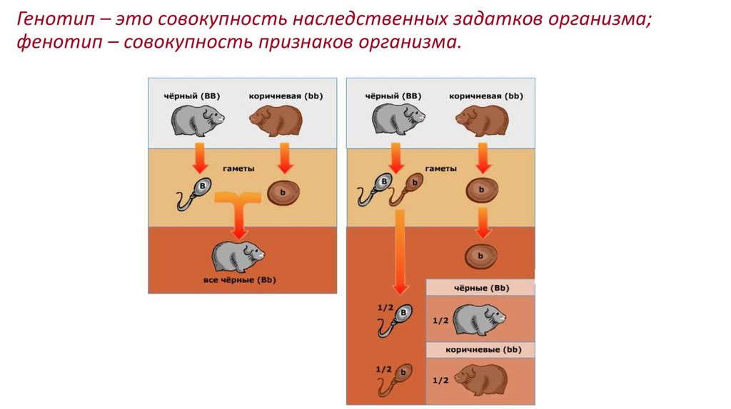 Селекция генотипов это. Совокупность наследственных задатков организма это. Генотип это совокупность. Совокупность всех наследственных задатков клетки или организма это. Комплекс наследственных задатков организма это.