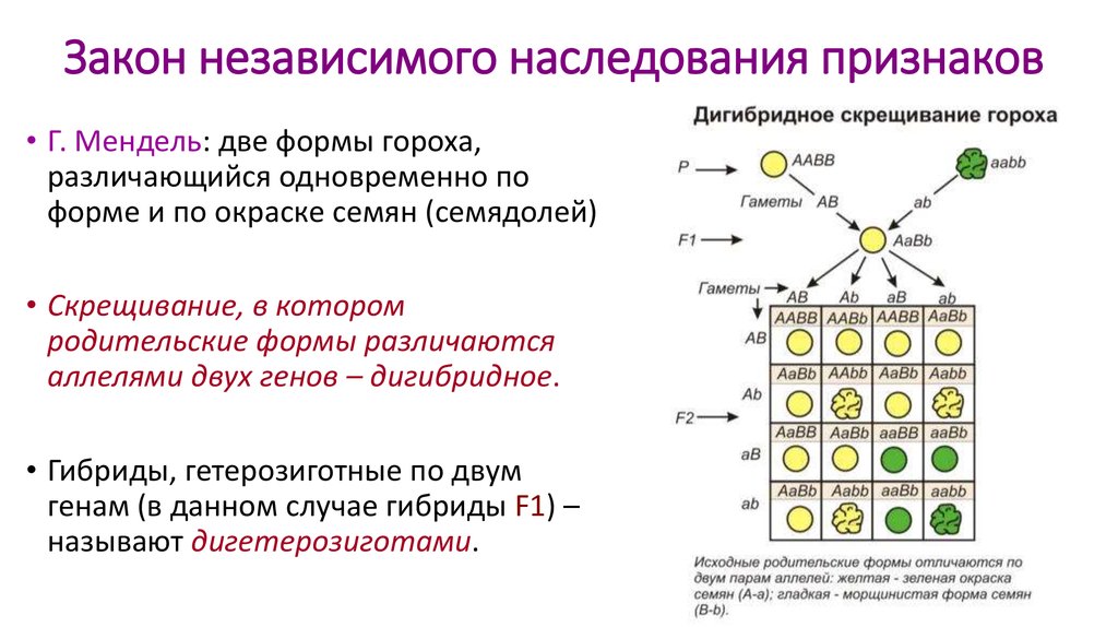 Скрещивания двух разных. Независимое наследование признаков 3 закон Менделя. Независимое наследование признаков. Закономерности наследования признаков Менделя и Моргана. Моногибридное и дигибридное скрещивание.