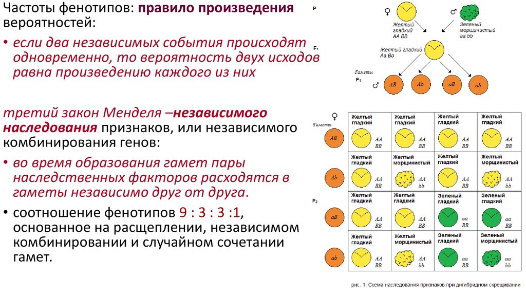 Независимое наследование признаков