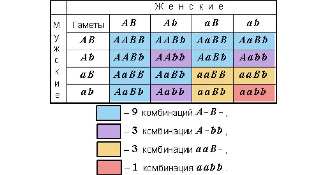 Сколько типов гамет образуется с генотипом aabb