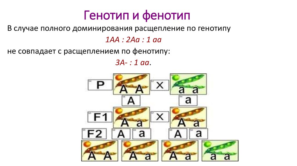 Разные генотипы