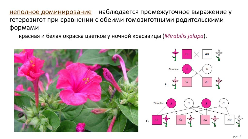 При неполном доминировании наблюдается расщепление. Неполное доминирование. Скрещивание ночной красавицы. Окраска ночной красавицы. Ночная красавица неполное доминирование.