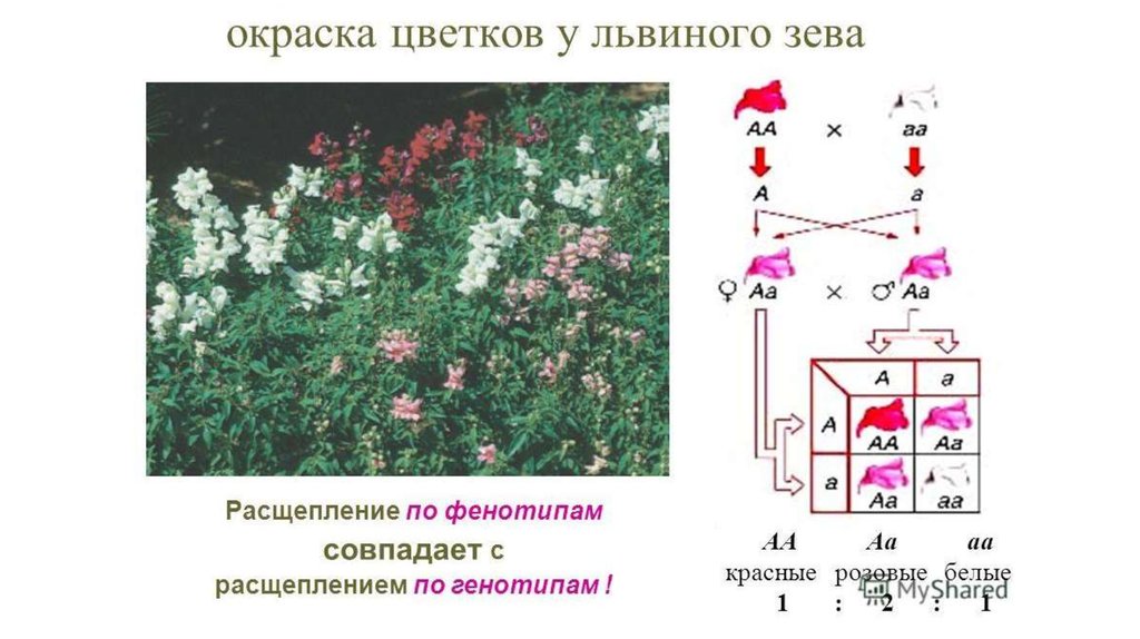 Генотип исходного растения с усиками. Неполное доминирование расщепление. Неполное доминирование рисунок. Неполное доминирование это в генетике. Неполное доминирование расщепление по фенотипу.