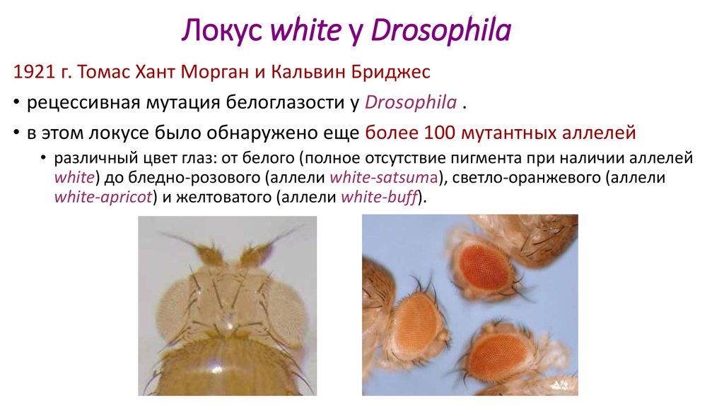 Глаз дрозофилы. Дрозофила Абрикот. Мутация White у дрозофилы. Локусы у дрозофилы. Локус Вайт дрозофилы.