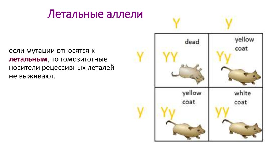 Доминантные признаки мыши