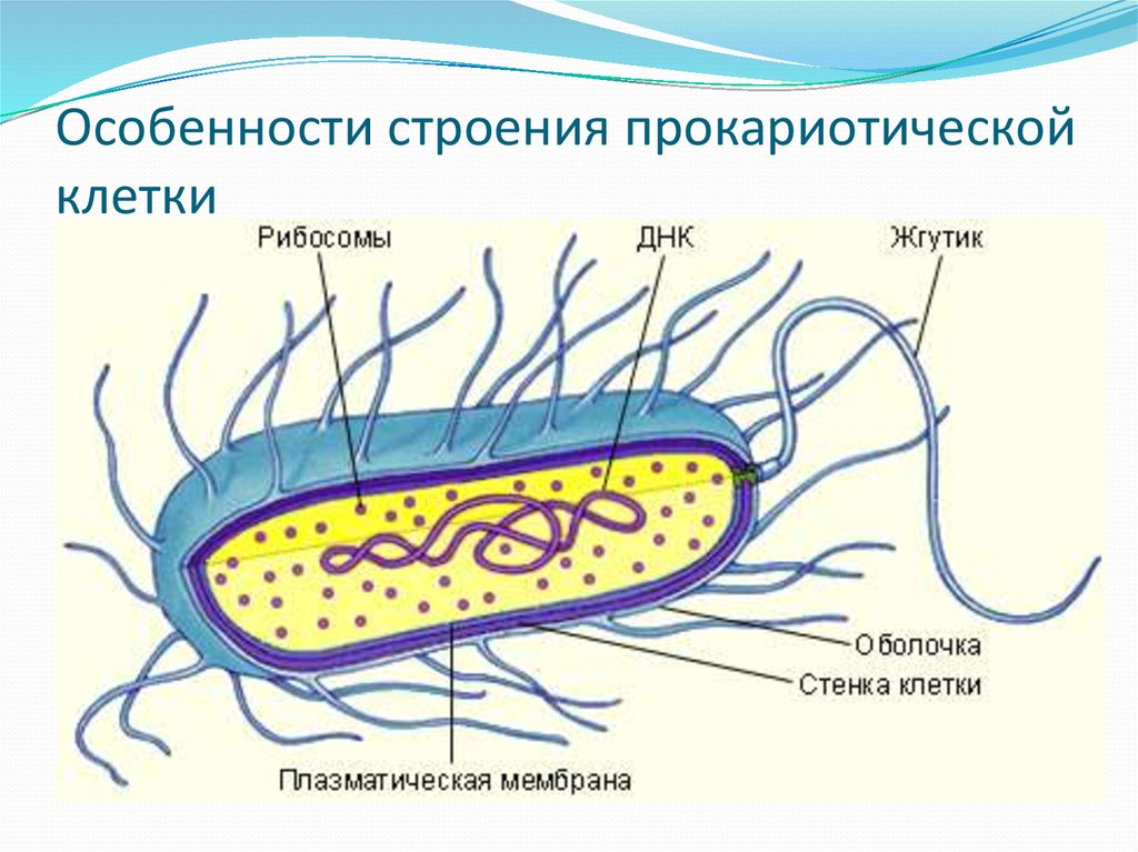 Схема прокариотической клетки