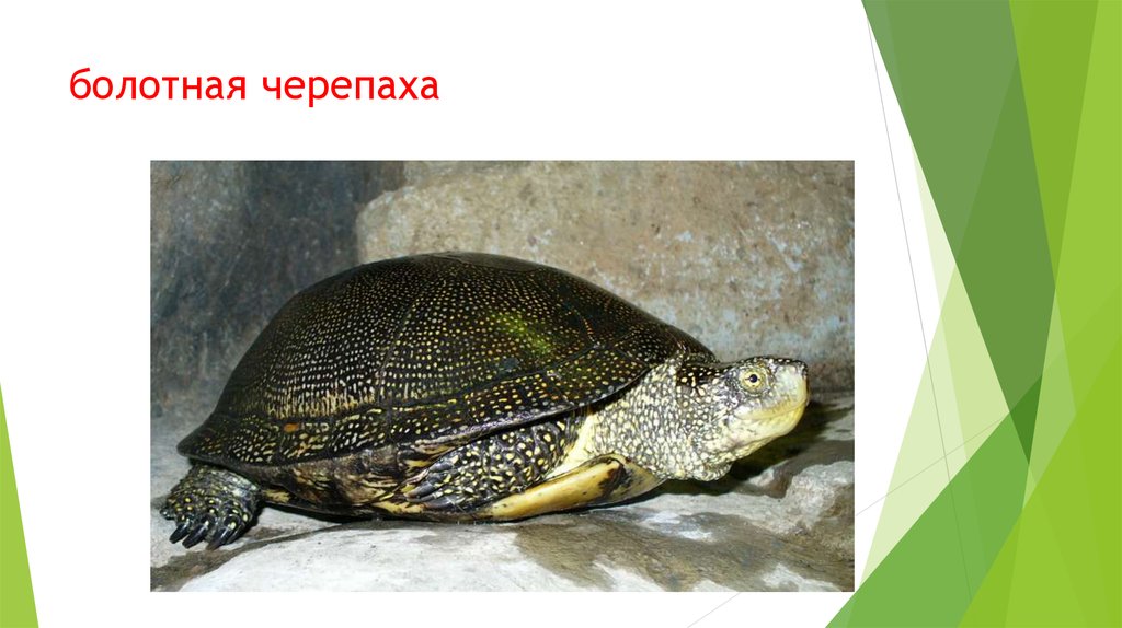Болотная черепаха развитие