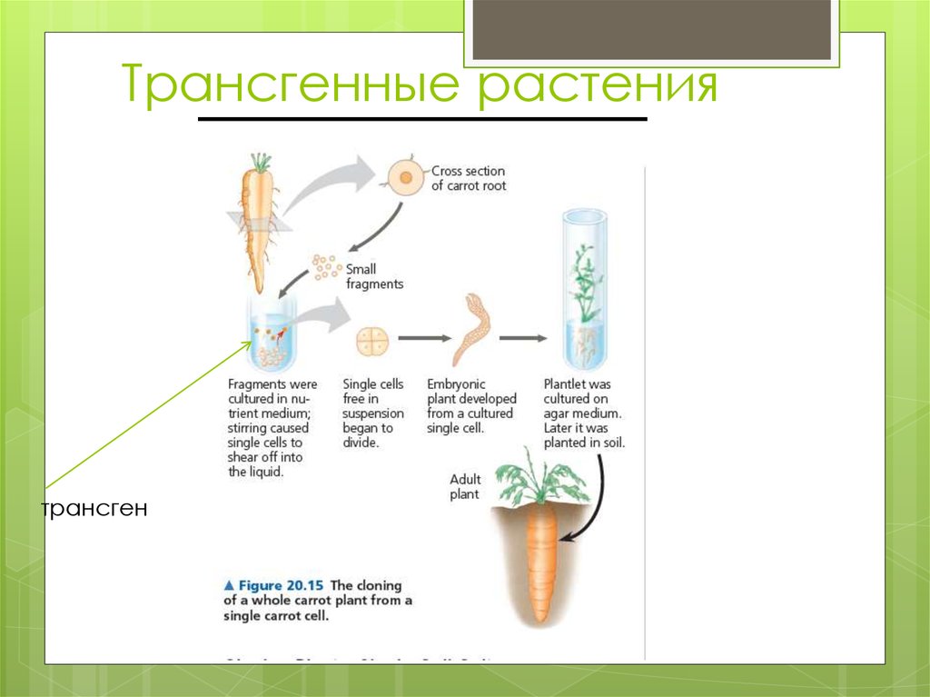 Трансгенные растения примеры картинки