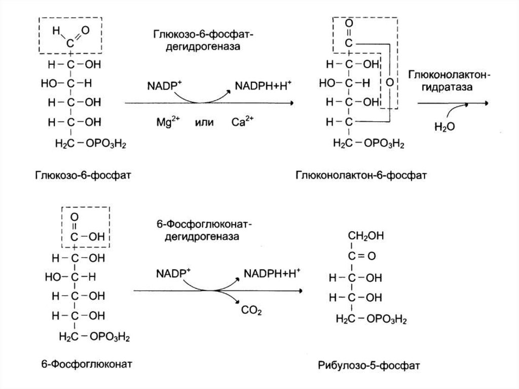 Схема пентозофосфатного цикла