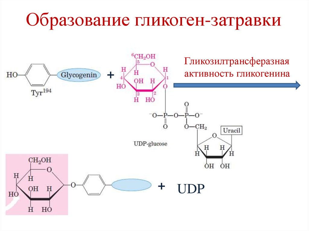 Схема синтеза гликогена биохимия