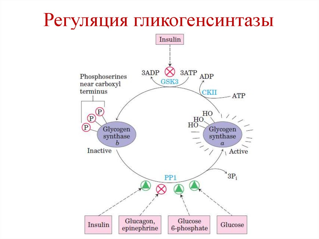 Регуляция гликогенсинтазы