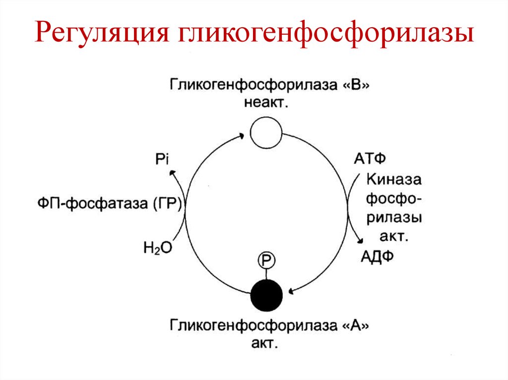 Распад гликогена схема