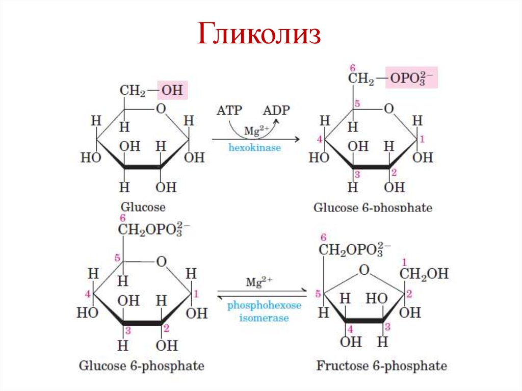 Гликолиз схема с формулами. Гликолиз реакции биохимия структурные формулы. Гликолиз структурные формулы. Гликолиз Глюкозы формула.