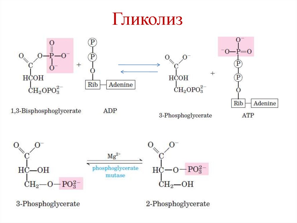 Схема гликолиза биохимия