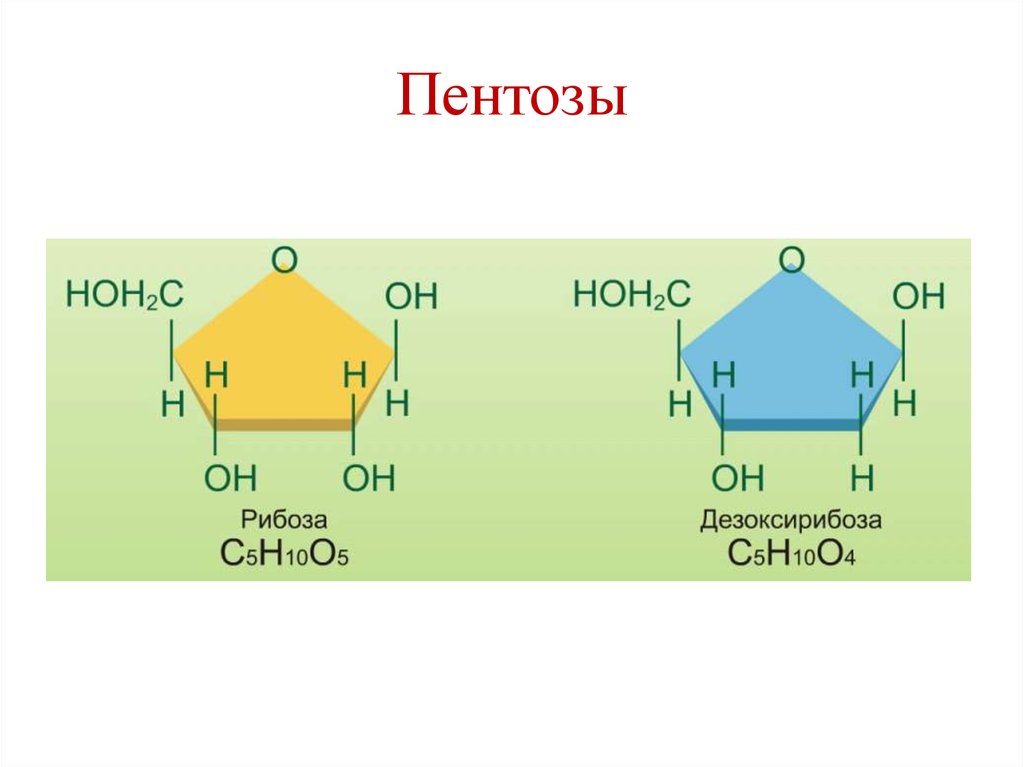 Рибоза купить. Строение пентозы дезоксирибоза. Рибоза и дезоксирибоза. Пентоза химическая структура. Строение рибозы и дезоксирибозы.
