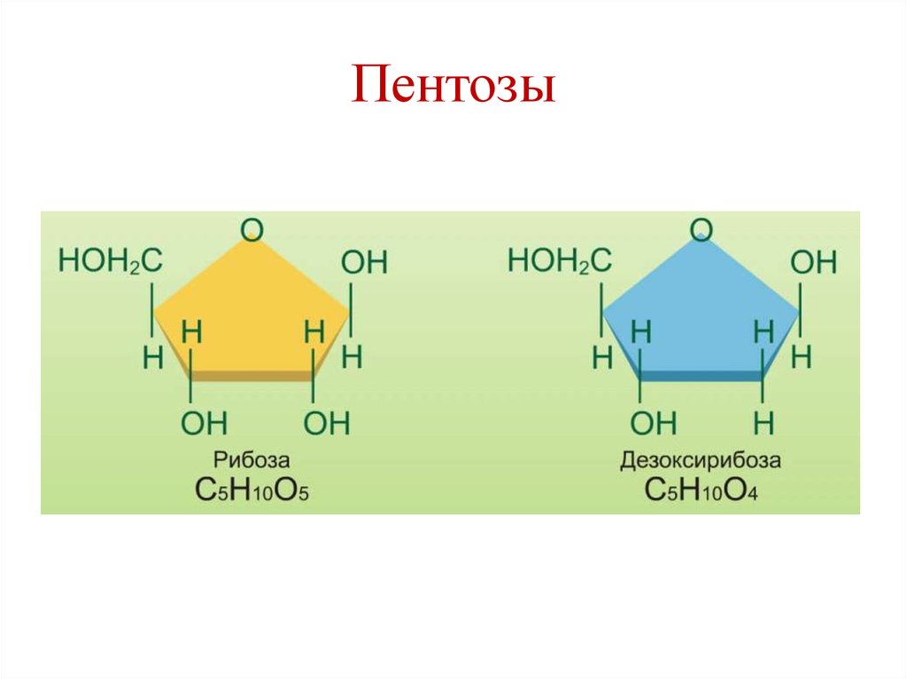 Дезоксирибоза входит в состав молекул. Строение пентозы и дезоксирибоза. Рибоза это кетопентоза. Рибоза альдопентоза. Пентоза структурная формула.