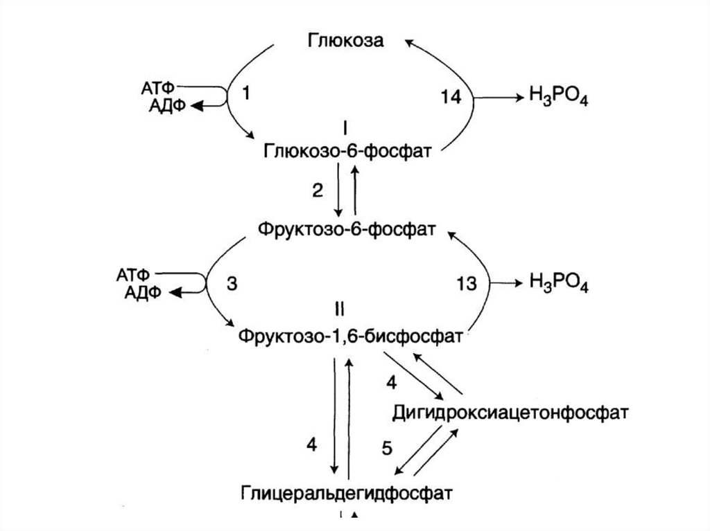 Схема синтеза глюкозы