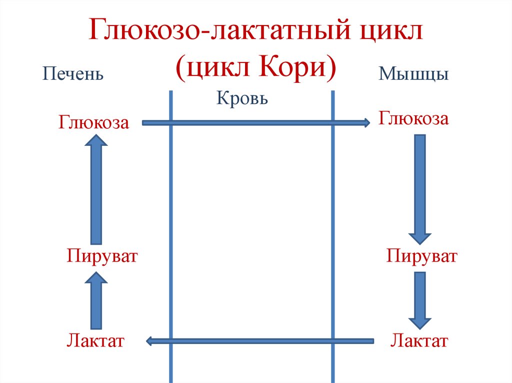 Цикл кори схема