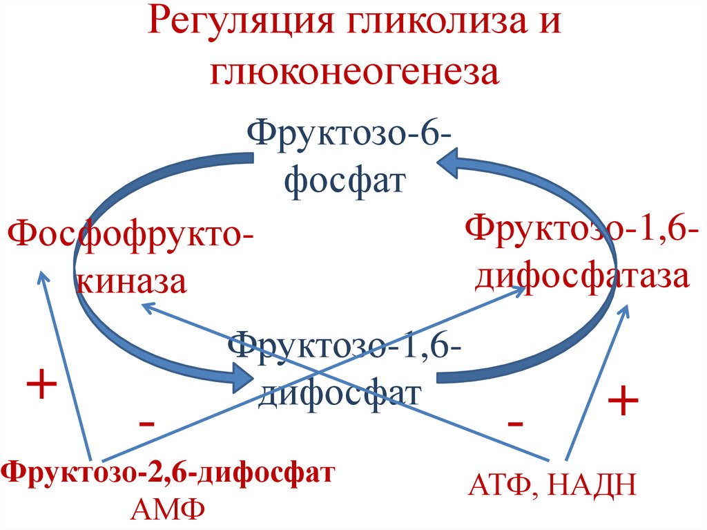 Схема регуляции гликолиза и глюконеогенеза